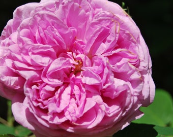 Rosa bourbon 'Louise Odier' - rosier buisson ancien - très parfumé - bouture non racinées - matériel végétal