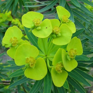 Euphorbia lathyris spurge garden plant perennial plant spring flowering sold in batches of seeds. image 2