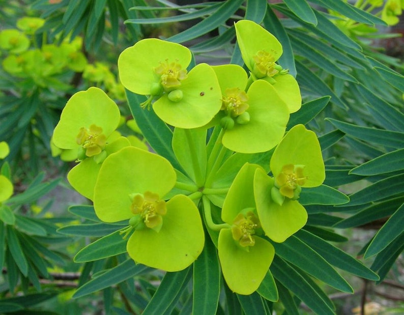Euphorbia lathyris spurge garden plant perennial plant spring flowering sold in batches of seeds. image 2