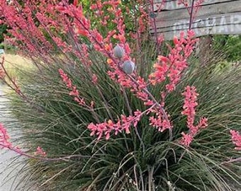 Hesperaloe parviflora – Rote Yucca – Gartenpflanze – mehrjährige Pflanze – Sommerblüher – in Samenchargen verkauft.