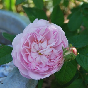 Può includere: Primo piano di una rosa rosa chiaro completamente sbocciata, con molti petali. Un bocciolo di rosa è visibile a destra. Foglie verde scuro circondano il fiore, con uno sfondo sfocato.