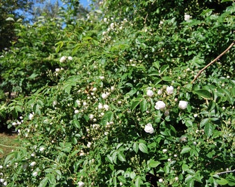 Rosa wichuraiana 'Ethel' - rosier sarmenteux ancien - rosier liane - rosier grimpant - bouture non racinées - matériel végétal.