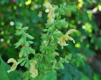 Salvia glutinosa – Mehrjähriger Salbei – Gartenpflanze – mehrjährige Pflanze – Sommerblüte – Verkauf in Samenpackungen.