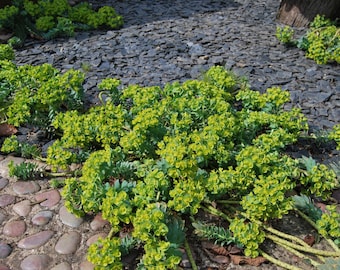 Euphorbia myrsinites - Corsican Euphorbia - garden plant - perennial plant - spring flowering - sold in batches of seeds.