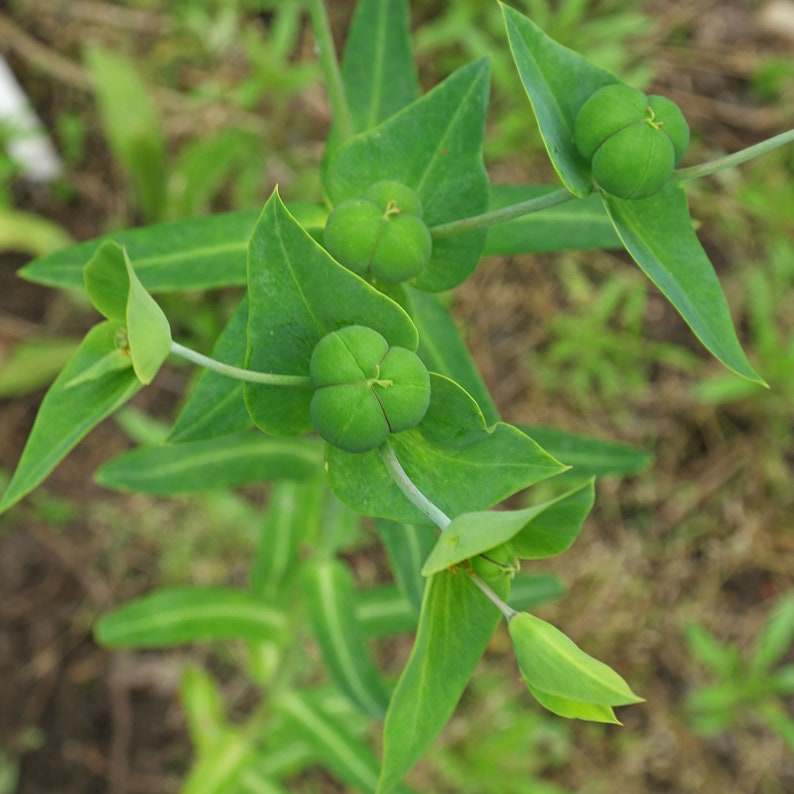 Euphorbia lathyris spurge garden plant perennial plant spring flowering sold in batches of seeds. image 3