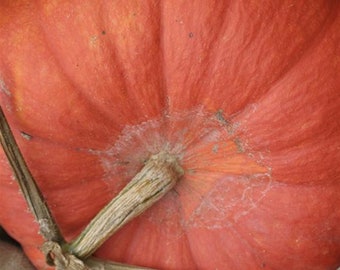 Bright red stamp pumpkin - vegetable seeds - vegetable garden - food - decorative - sold in batches of seeds ready to be sown.