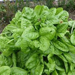 Puede incluir: Primer plano de un vibrante manojo de hojas de espinacas verdes frescas. Las hojas son grandes, con una superficie texturizada y una apariencia brillante y saludable. Las espinacas probablemente están listas para la cosecha.