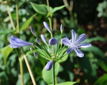 Agapanthus 'Little Amethyst' - Agapanthus - flowers of Amur - perennial garden plant - summer flowering - sold in batches of seeds.