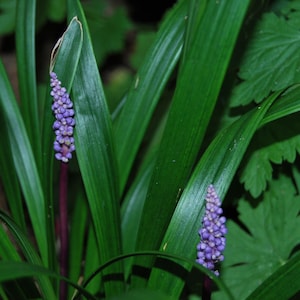 May include: Close-up of a plant with long, green leaves and two purple flower spikes. The flowers are small and clustered, with a dark purple stem. The background is a mix of green foliage, creating a natural and vibrant scene.