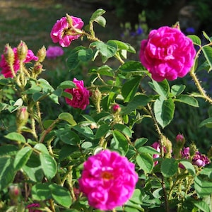 Rosa Centifolia Muscosa 'Henri Martin' alte Buschrose sehr duftend unbewurzelter Steckling Pflanzenmaterial Bild 1