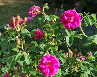 Rosa Centifolia Muscosa 'Henri Martin' - rosier buisson ancien - très parfumé - bouture non racinées - matériel végétal