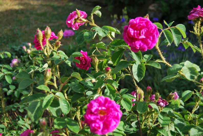 Rosa Centifolia Muscosa 'Henri Martin' alte Buschrose sehr duftend unbewurzelter Steckling Pflanzenmaterial Bild 1