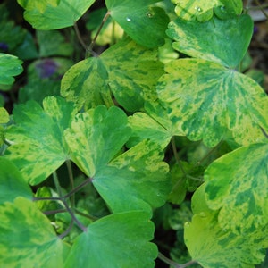 Aquilegia vulgaris 'Woodside Gold' Columbine garden plant perennial plant spring flowering sold in batches of seeds. image 6