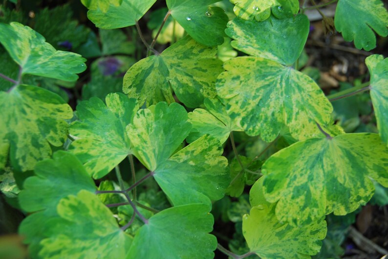 Aquilegia vulgaris 'Woodside Gold' Columbine garden plant perennial plant spring flowering sold in batches of seeds. image 6