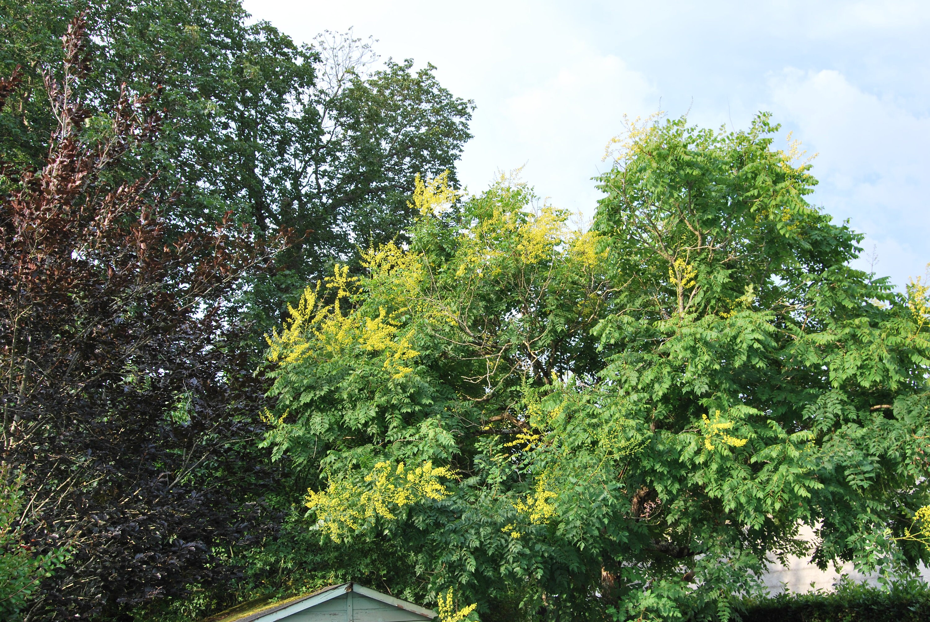 Koelreuteria Paniculata Soap Tree Large Shrub Garden Plant Summer ...