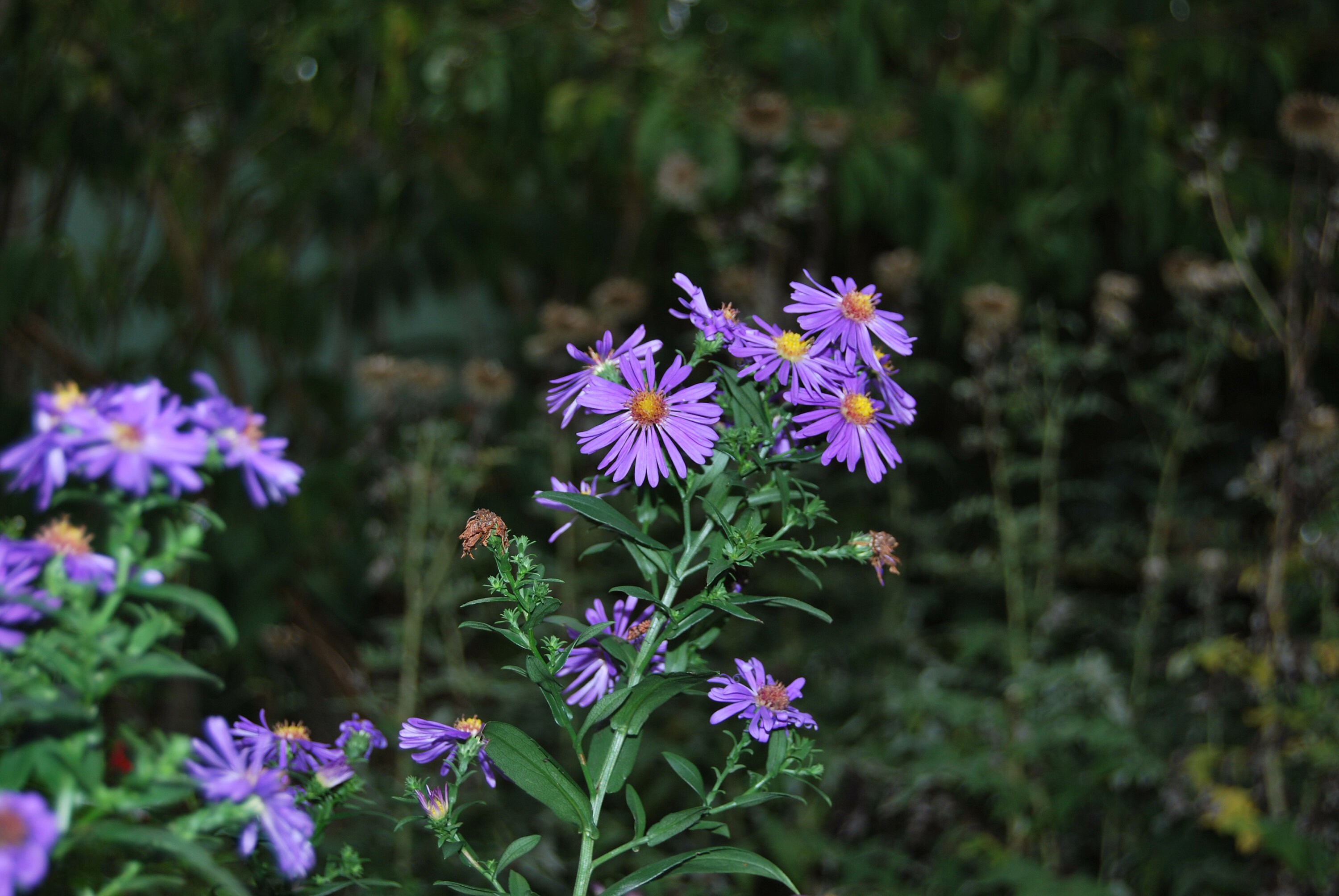 Aster Leavis Orpheus', Aster de Collection, Floraison Bleu-Violette, Semi-Double, Vendue en Racine N