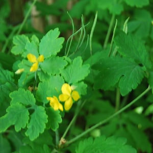 Op de afbeelding: Close-up van een plant met heldergroene, gelobde bladeren en kleine, gele bloemen. De bladeren hebben een geschulpte rand en de bloemen hebben vier bloemblaadjes. De plant is scherp gesteld tegen een vage groene achtergrond.