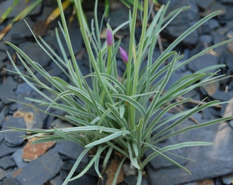 Tulbaghia violacea 'Silver Lace' - Tulbaghie - edible - garden plant - perennial plant - summer flowering - sold in batches of seeds