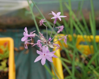 Tulbaghia violacea 'Ashanti'' - Tulbaghie - Edible - garden plant - perennial plant - summer flowering - sold in batches of seeds.