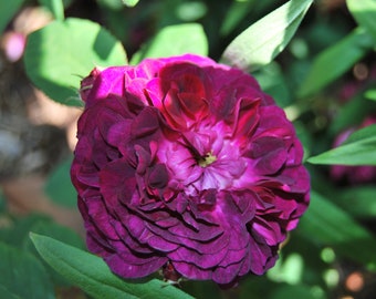 Rosa Gallica 'Rosier Evêque' - rosier buisson ancien - très parfumé - bouture non racinées - matériel végétal