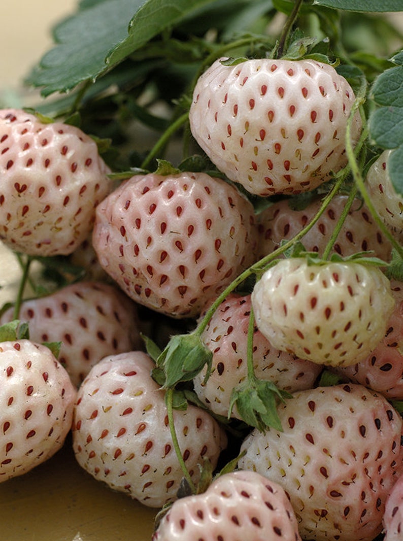 Strawberry 'Anablanca', Fragaria vesca 'Anablanca', White strawberry, sold in bare root, local and artisanal production. image 1