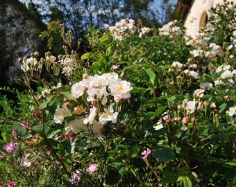 Rosa moschata 'Trier' - rosier buisson ancien - parfumé - bouture non racinées - matériel végétal