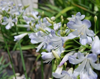Agapanthus 'Silver Baby', Sammlerpflanze, zweifarbige Sommerblüte. Viele Samen bereit zur Aussaat. Manuelle Ernte vor Ort.