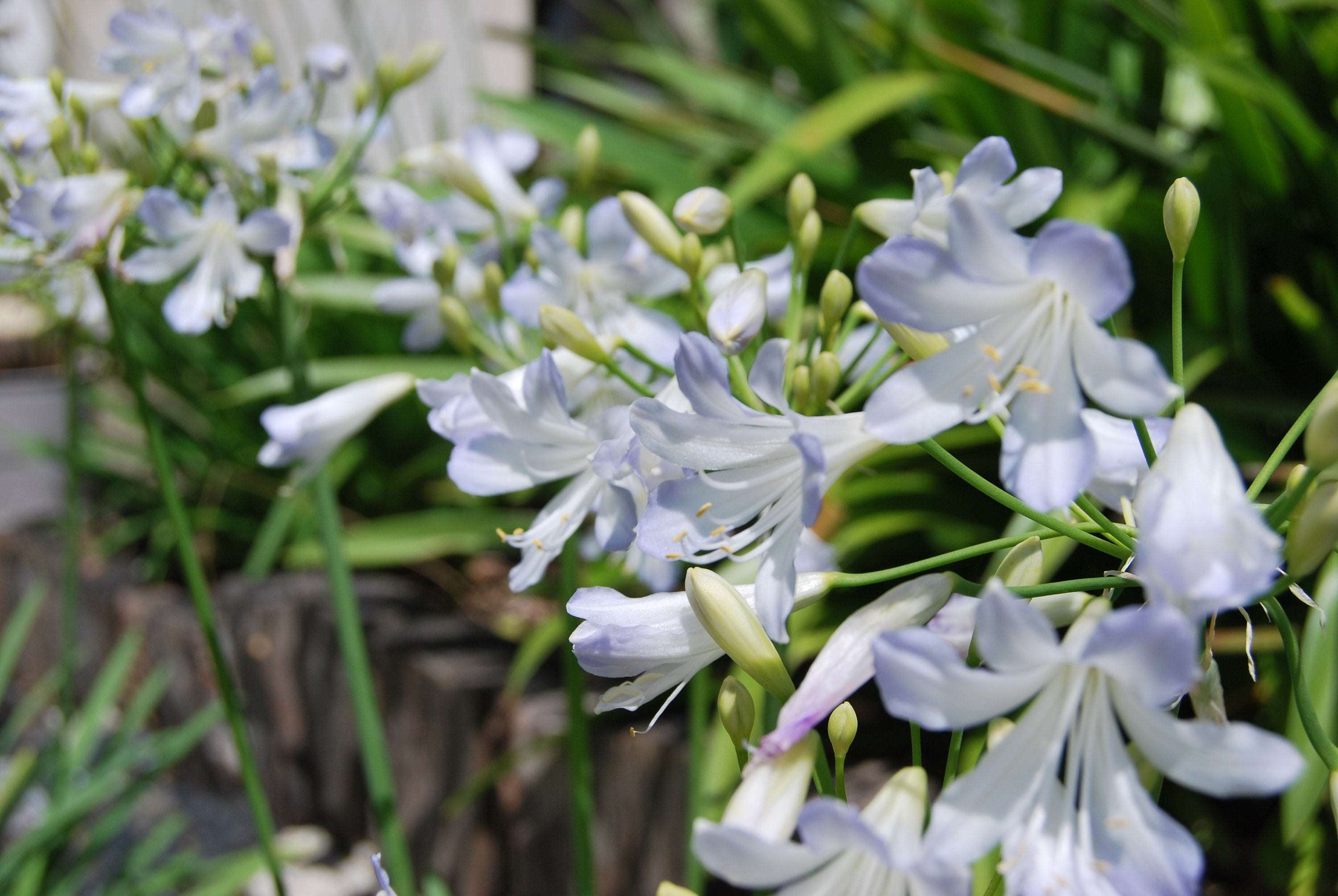 Agapanthus Silver Baby', Plante de Collection, Floraison Estivale Blanche. Lot Graines Prêtes à Être