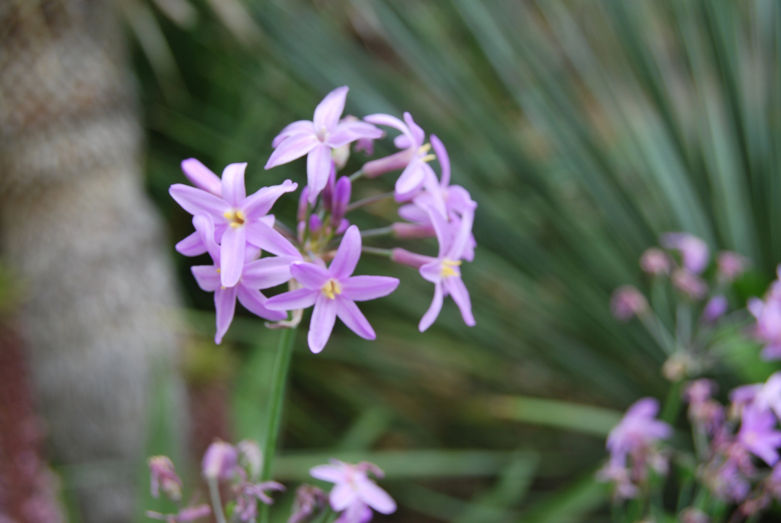 Tulbaghia Violacea, Vivace Bulbeuse, Floraison Estivale Rose-Violacée, Vendue en Racine Nue, Product