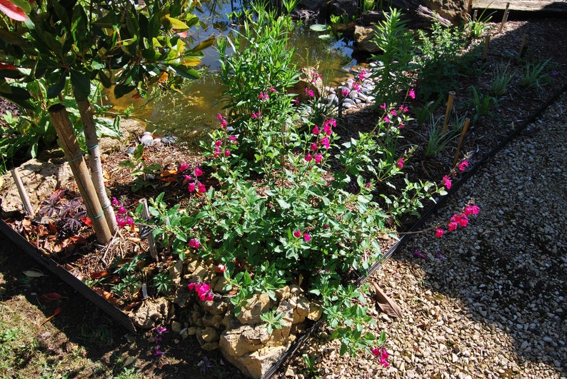 Salvia microphylla 'Cerro Potosi' Sauge vivace plante de jardin plante vivace floraison estivale vendue en lot de graines image 3