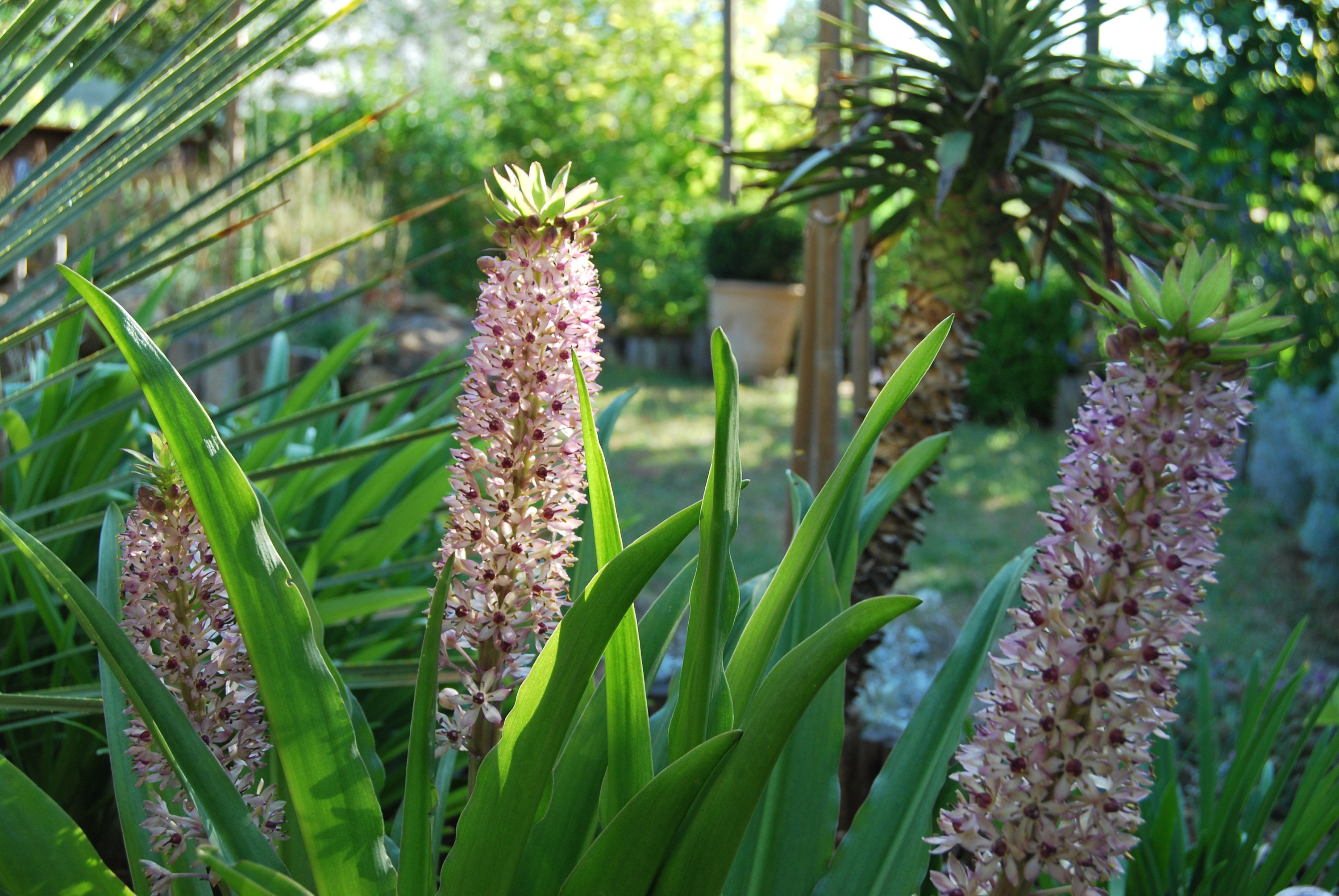 Eucomis Comosa, Plante de Collection, Floraison Blanc-Rose. 3 Bulbes Prêt à Être Semés. Récolte, Pro