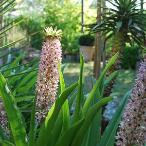 Eucomis garden plant Eucomis comosa perennial plant summer flowering sold in batches of seeds. image 4