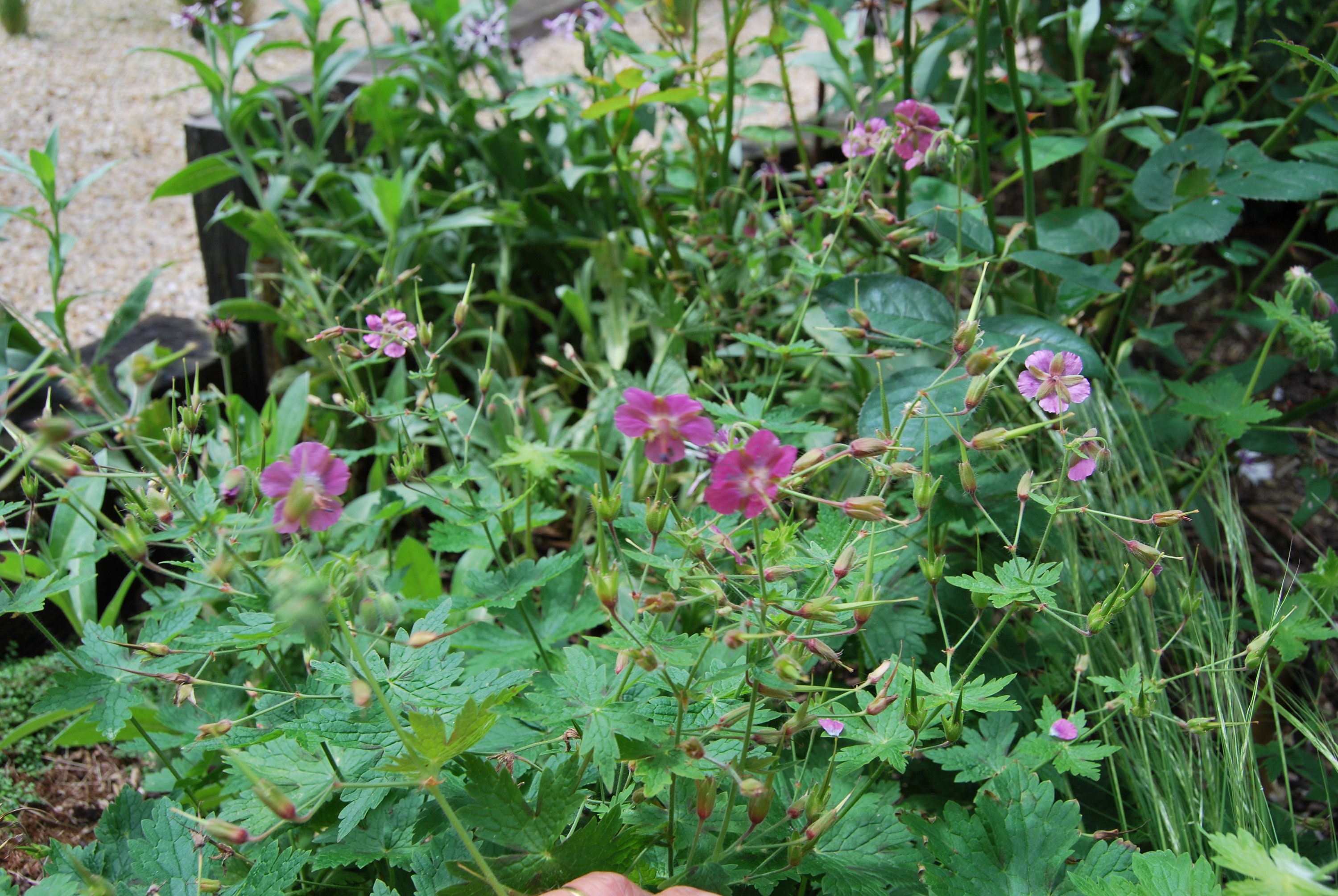 Géranium Monacense Claudine Dupont', Géranium de Collection, Floraison Vieux-Rose, Vendue en Racine 