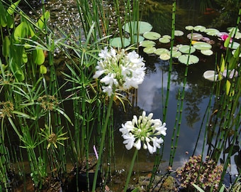 Agapanthus 'Duivenbrugge White' - Agapanthe - fleurs de l'Amour - plante vivace de jardin - floraison estivale - vendue en lot de graines.