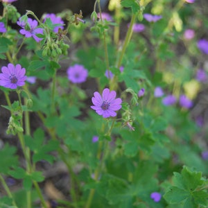 May include: Close-up of vibrant purple flowers with five delicate petals, surrounded by lush green foliage. The flowers are in full bloom, showcasing their intricate details. The image captures the beauty of nature, highlighting the contrast between the purple flowers and the green leaves.