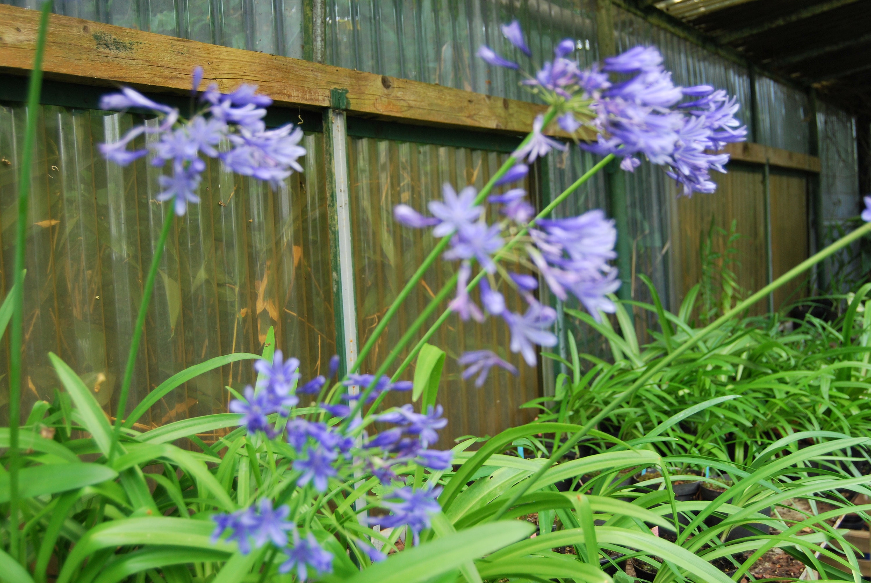 Agapanthus Midnight Star', Plante de Collection, Floraison Estivale Bleu. Lot 10 Graines Prêtes à Êt