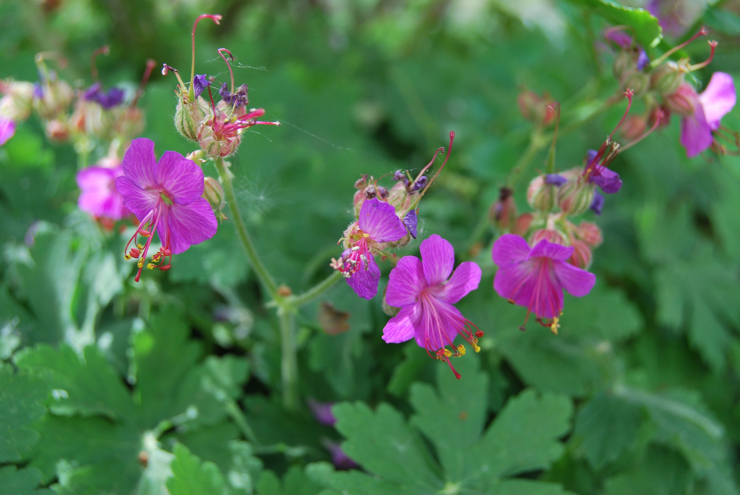 Géranium Macrorrhizum, Floraison Printanière Rose Soutenu, Vendue en Racine Nue, Production Locale e