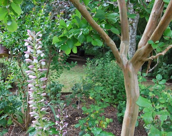 Acanthus mollis - Akanthus - Gartenpflanze - mehrjährige Pflanze - Sommerblüher - Anspruchslose mehrjährige Pflanze - Verkauf in Samenpackungen