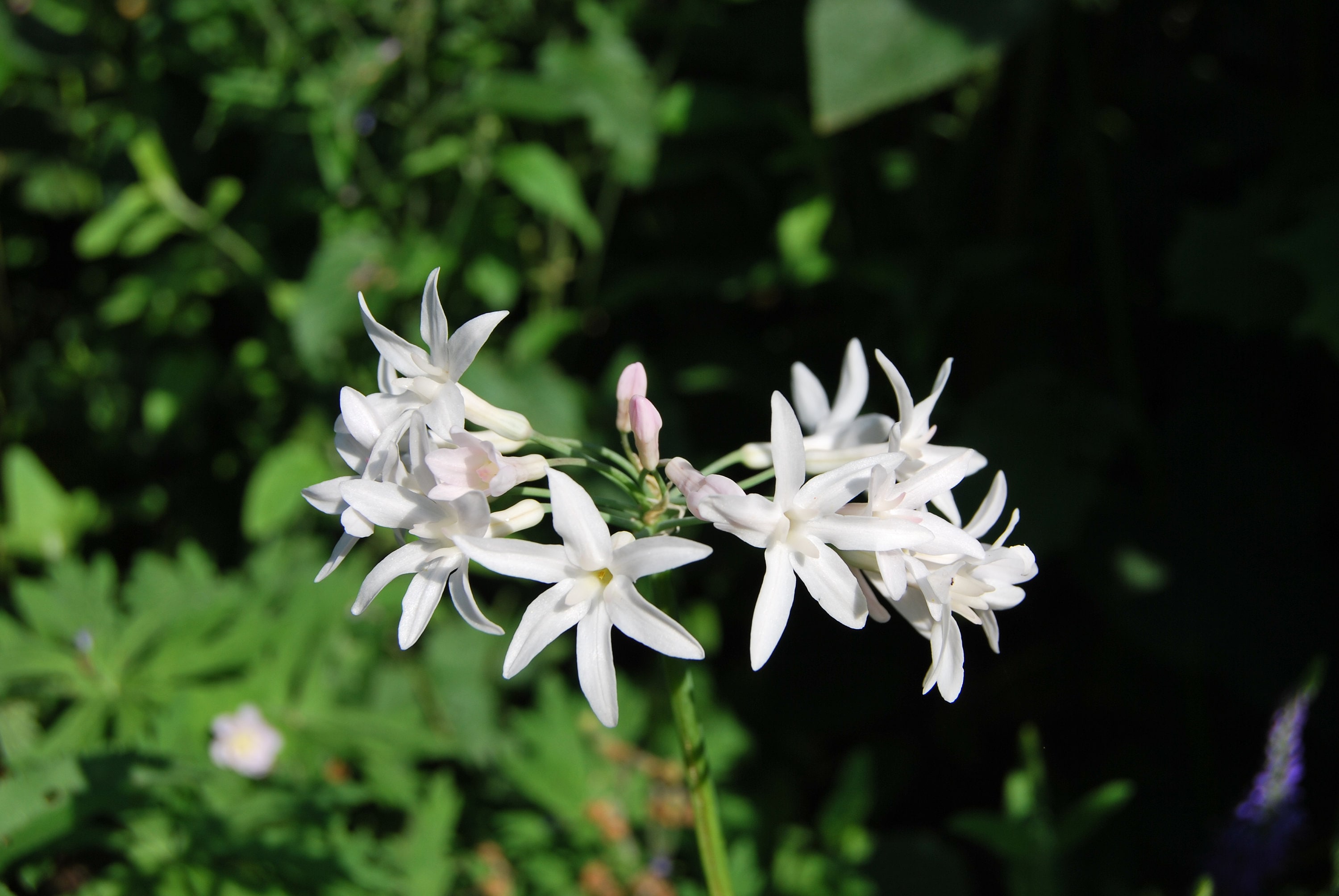 Tulbaghia Violacea Alba', Plante de Collection, Floraison Blanche. Lot 10 Graines Prête à Être Semés