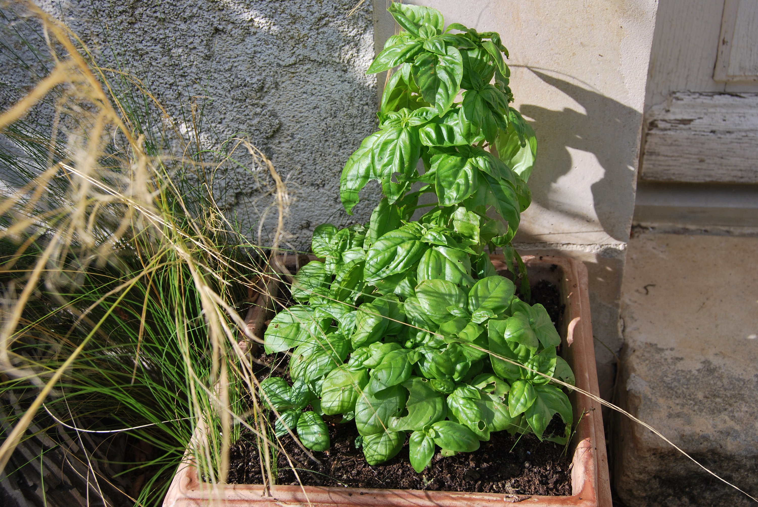 Basilic. Plante Comestible, Aromatique, Condimentaire. Lot de Graines Prête à Être Semés. Production