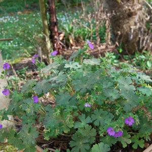 Geranium pyrenaicum 'Bill Wallis' Perennial geranium garden plant perennial plant spring flowering sold in seed sets. image 6