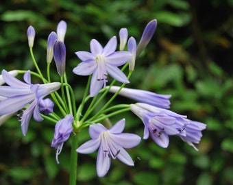 Agapanthus 'Midnight Cascade' - Agapanthus - Blumen der Liebe - mehrjährige Gartenpflanze - Sommerblüher - in Samenchargen verkauft.