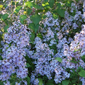 Aster schreberii 'Primrose Path' - vendangeuse - plante vivace de jardin - floraison d'automne - vendue en racine nue bien racinées