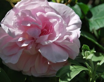 Rosa Centifolia Muscosa 'Fantin Latour' - rosier buisson ancien - très parfumé - bouture non racinées - matériel végétal