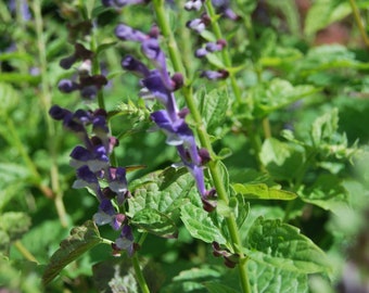 Skullcap - garden plant - Scutellaria altissima - perennial plant - spring flowering - sold in batches of seeds.