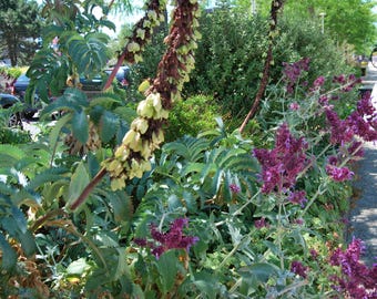 Melianthus major – Großer Honigtau – Gartenpflanze – mehrjährige Pflanze – Sommerblüte – Verkauf in Samenchargen.