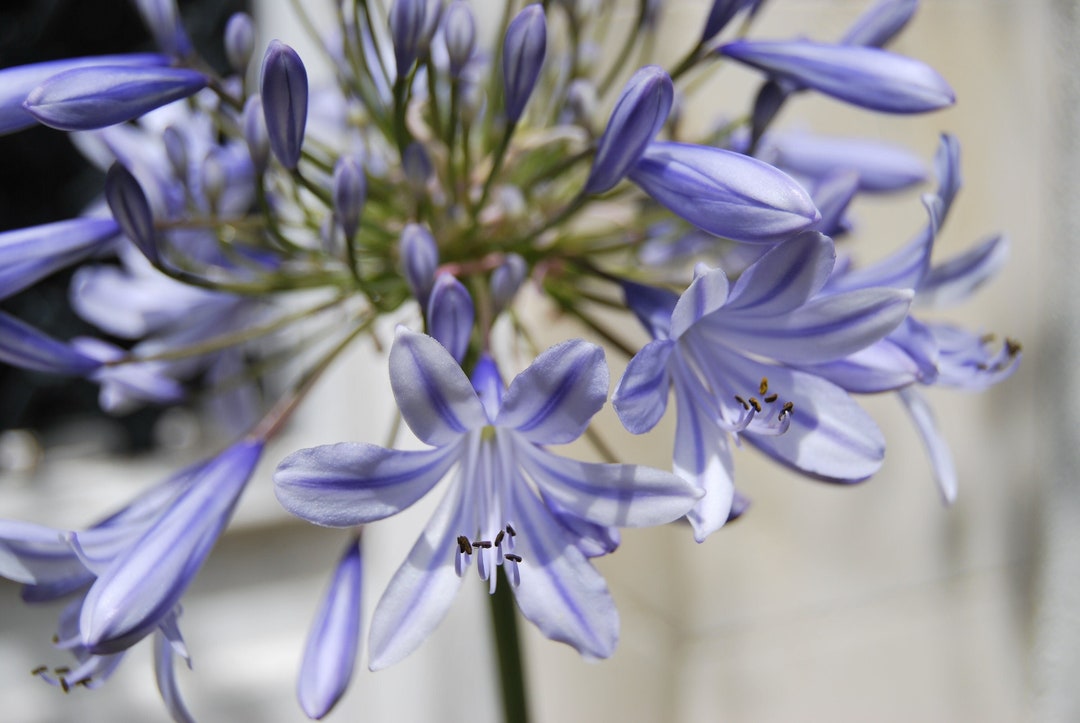 Agapanthus 'twilight Zone' Collection Plant Etsy
