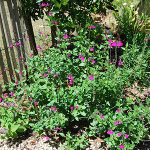Salvia microphylla 'Cerro Potosi' Sauge vivace plante de jardin plante vivace floraison estivale vendue en lot de graines image 5