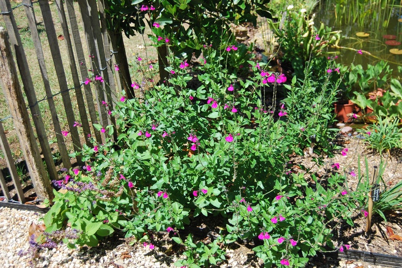 Salvia microphylla 'Cerro Potosi' Sauge vivace plante de jardin plante vivace floraison estivale vendue en lot de graines image 5