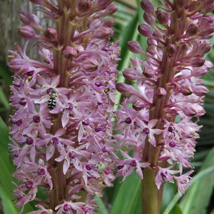 Eucomis garden plant Eucomis comosa perennial plant summer flowering sold in batches of seeds. image 9